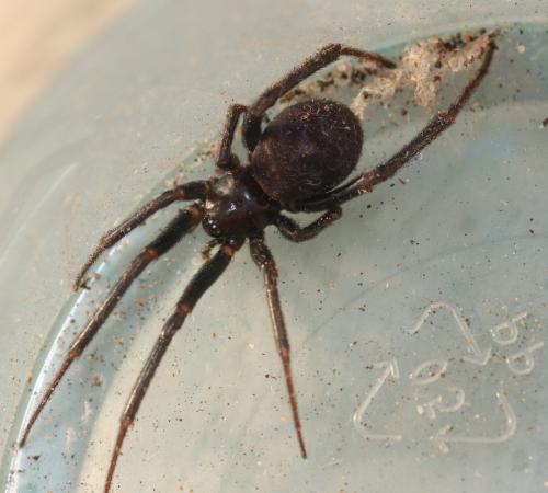 Steatoda grossa