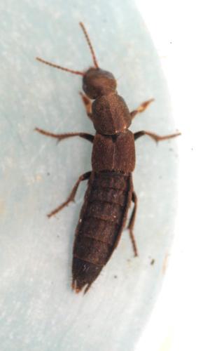 Ocypus sp.