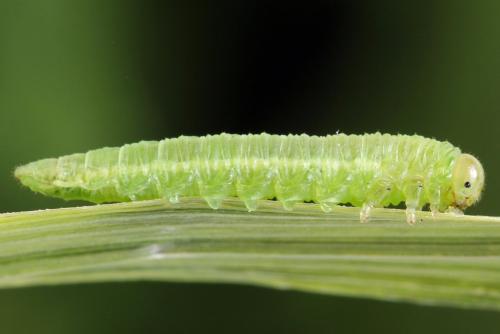 Euura sp.