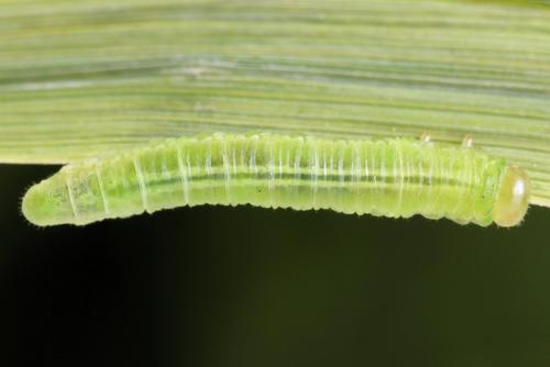 Euura sp.