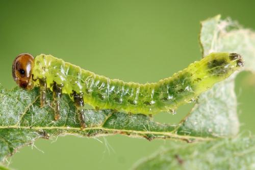 Réf. 313 587 : Arge ustulata