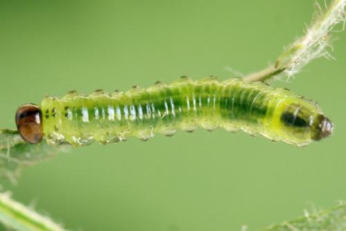 Arge ustulata
