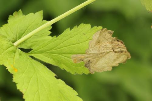 Réf. 313 643 : Metallus lanceolatus