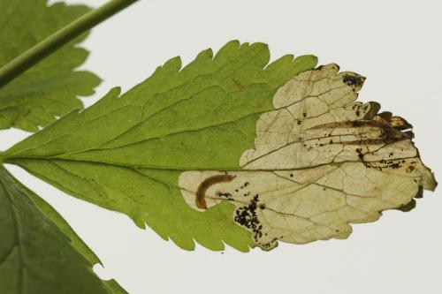 Réf. 313 644 : Metallus lanceolatus
