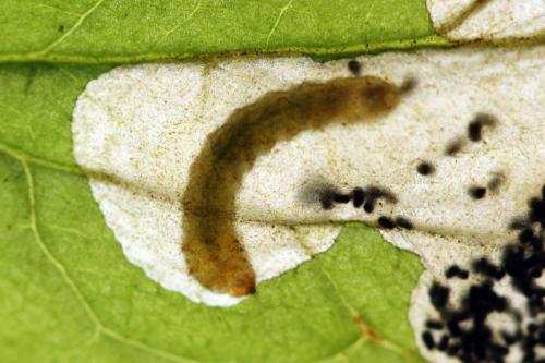 Réf. 313 645 : Metallus lanceolatus