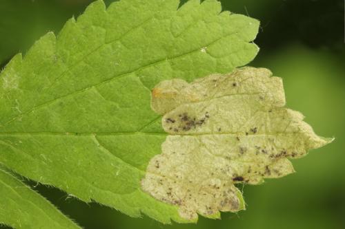 Réf. 313 646 : Metallus lanceolatus