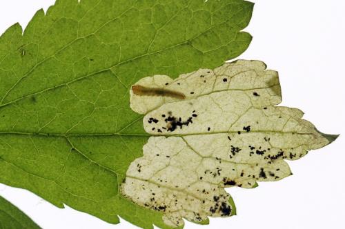 Réf. 313 647 : Metallus lanceolatus