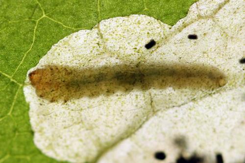 Réf. 313 648 : Metallus lanceolatus