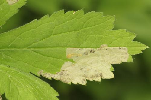 Réf. 313 649 : Metallus lanceolatus