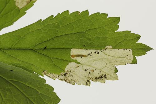 Réf. 313 650 : Metallus lanceolatus