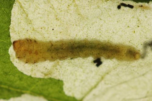 Réf. 313 651 : Metallus lanceolatus