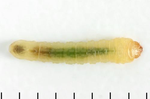 Réf. 313 652 : Metallus lanceolatus