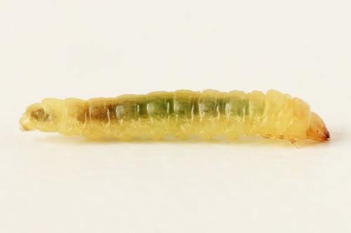 Réf. 313 653 : Metallus lanceolatus