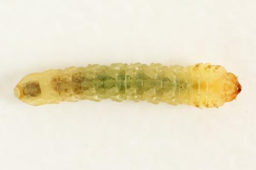 Réf. 313 654 : Metallus lanceolatus