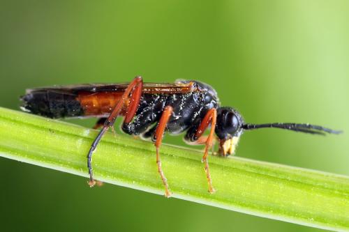 Réf. 313 951 : Tenthredo ignobilis