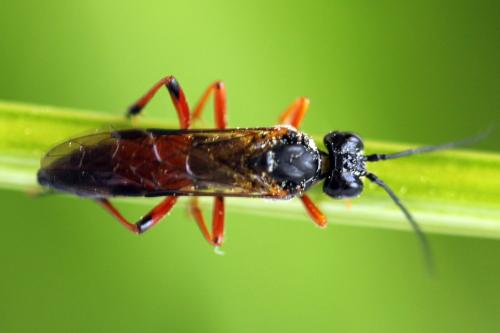 Réf. 313 952 : Tenthredo ignobilis