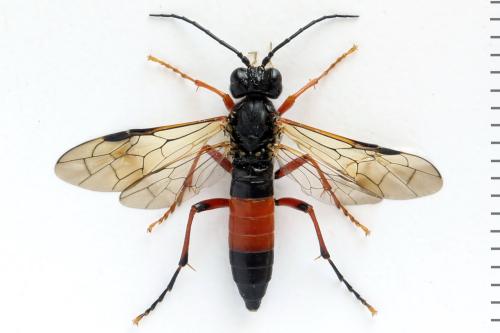 Réf. 313 953 : Tenthredo ignobilis