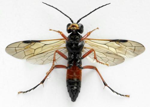 Tenthredo ignobilis