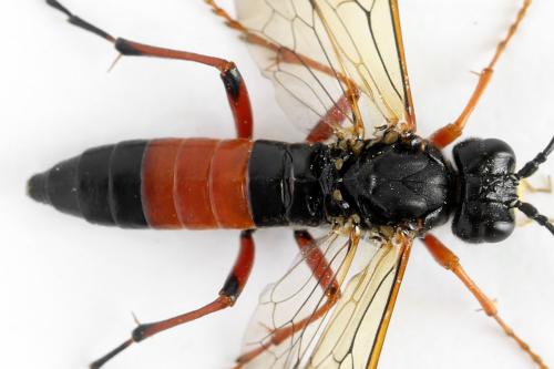 Réf. 313 955 : Tenthredo ignobilis