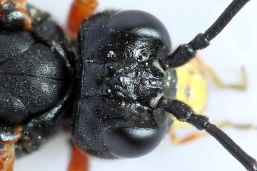 Réf. 313 957 : Tenthredo ignobilis