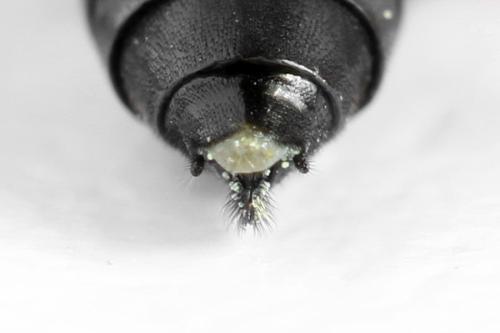 Réf. 313 958 : Tenthredo ignobilis