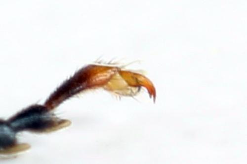 Réf. 313 959 : Tenthredo ignobilis