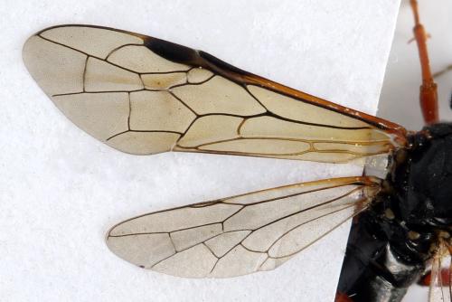 Réf. 313 960 : Tenthredo ignobilis