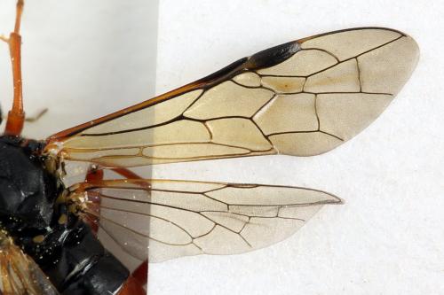 Tenthredo ignobilis