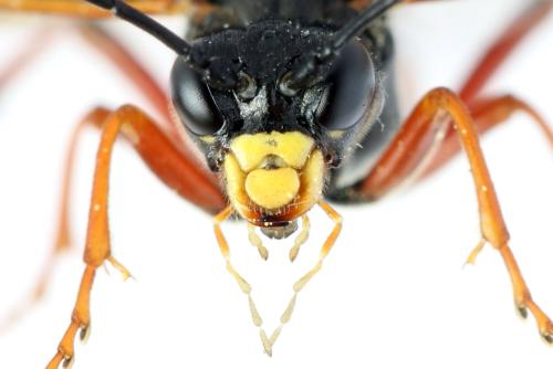 Réf. 313 962 : Tenthredo ignobilis