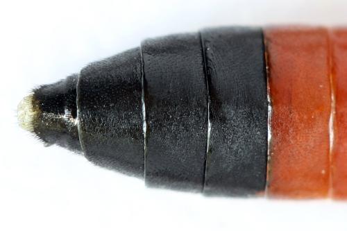 Réf. 313 966 : Tenthredo ignobilis