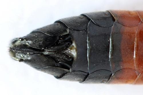 Réf. 313 967 : Tenthredo ignobilis