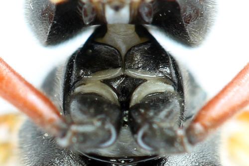 Réf. 313 969 : Tenthredo ignobilis
