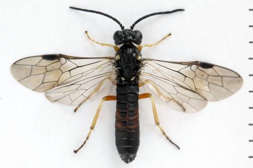 Strongylogaster filicis