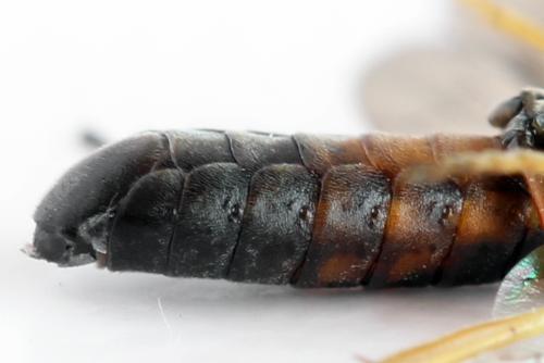 Réf. 313 983 : Strongylogaster filicis