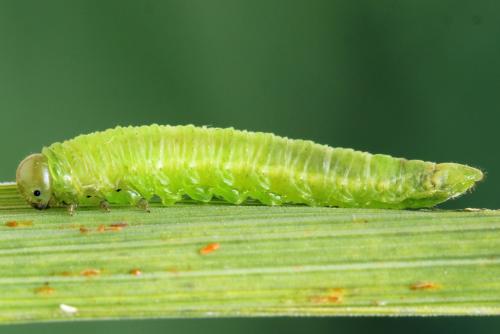 Euura sp.
