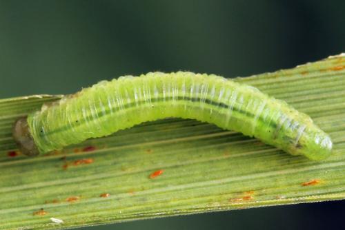Euura sp.
