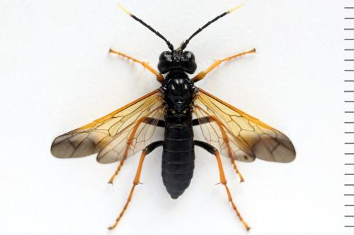 Réf. 313 718 : Tenthredo crassa