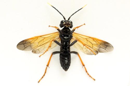 Réf. 313 719 : Tenthredo crassa