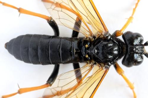 Réf. 313 720 : Tenthredo crassa