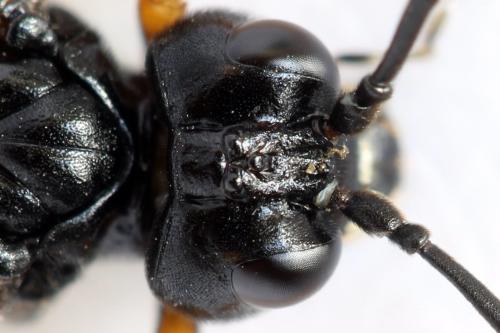 Réf. 313 722 : Tenthredo crassa