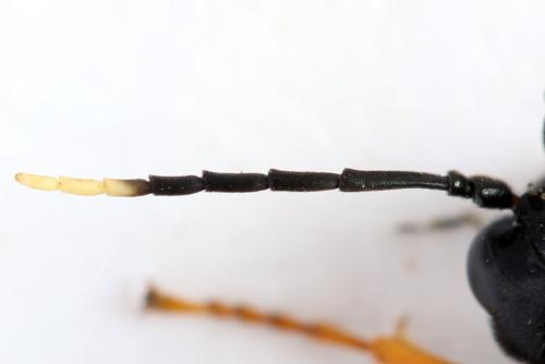 Réf. 313 723 : Tenthredo crassa