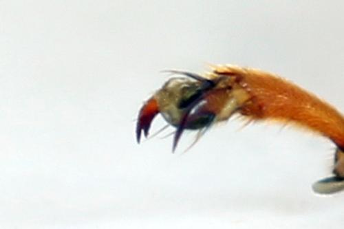 Réf. 313 726 : Tenthredo crassa