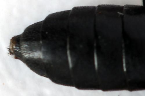 Tenthredo crassa