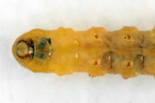 Réf. 313 658 : Metallus lanceolatus