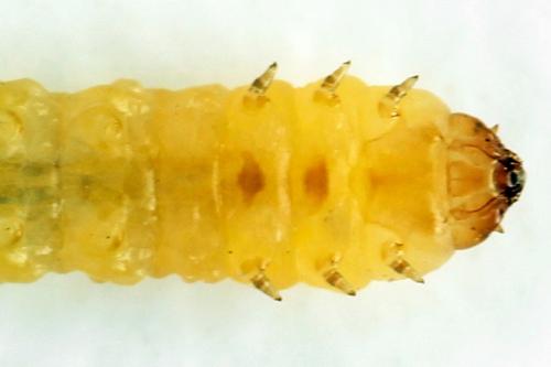 Réf. 313 659 : Metallus lanceolatus