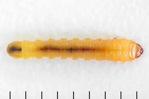 Réf. 313 655 : Metallus lanceolatus