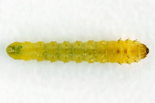 Réf. 313 657 : Metallus lanceolatus