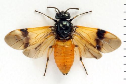 Arge cyanocrocea