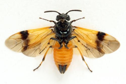 Arge cyanocrocea