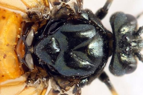 Arge cyanocrocea